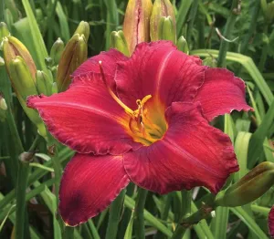 Daylily:  'Chicago Apache' - 1 gal (BR)