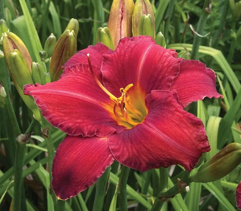 Daylily:  'Chicago Apache' - 1 gal (BR)