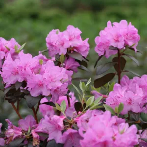 Rhododendron - 'Black Hat'  8" PW (Bl)